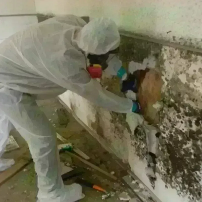 Mold Remediation and Removal in Palouse, WA